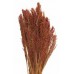 CANARY GRASS Burnt Oak 24"  -OUT OF STOCK